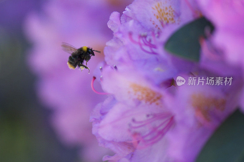 大黄蜂和粉红色杜鹃花(Roseum Elegans)